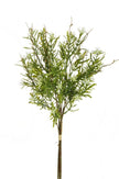 Branche de hipericum