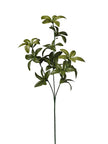 Branche de lauro