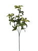 Branche de lauro