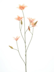Branche de lys