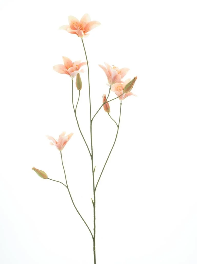 Branche de lys