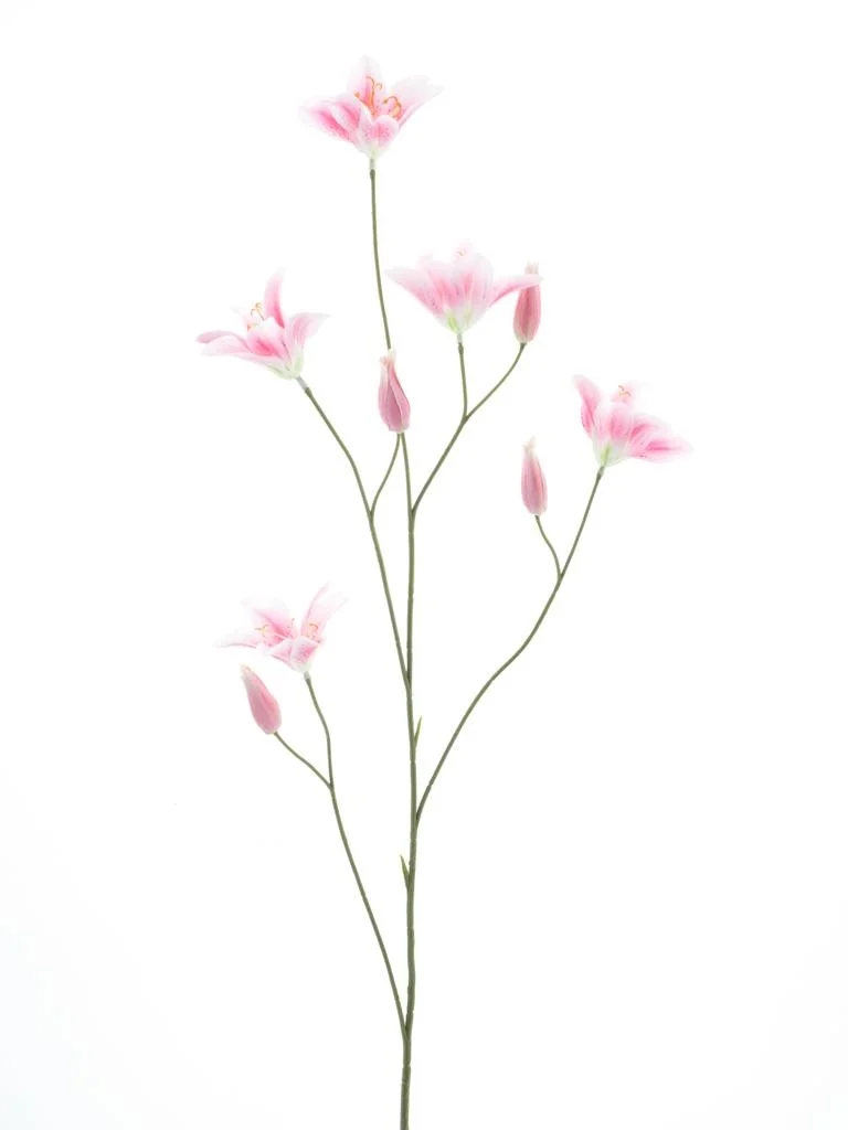 Branche de lys