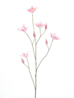 Branche de lys