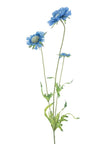 Branche de marguerite