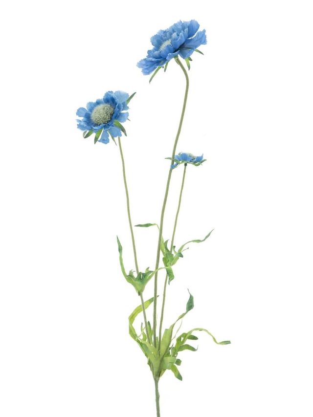 Branche de marguerite