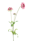 Branche de marguerite