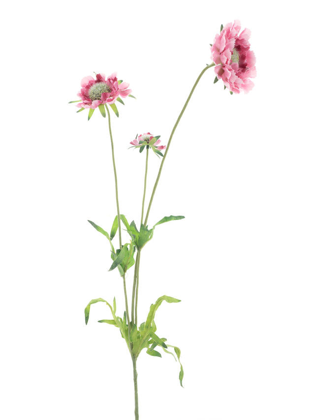 Branche de marguerite