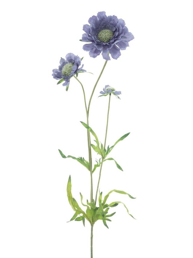 Branche de marguerite