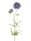 Branche de marguerite
