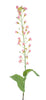 Branche de mini fleurs