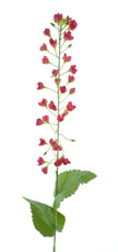 Branche de mini fleurs