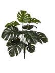 Branche de monstera