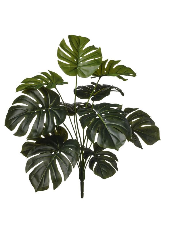 Branche de monstera