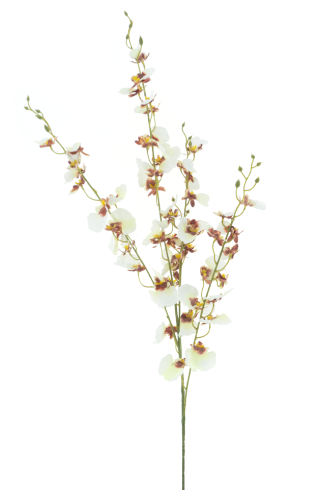 Branche de orchidée oncidium