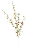 Branche de orchidée oncidium