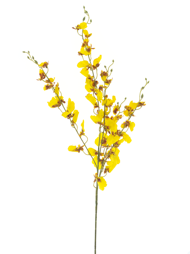 Branche de orchidée oncidium