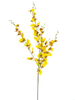 Branche de orchidée oncidium