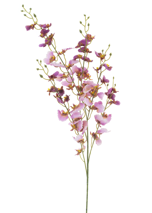 Branche de orchidée oncidium