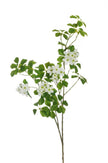 Branche de oxalis