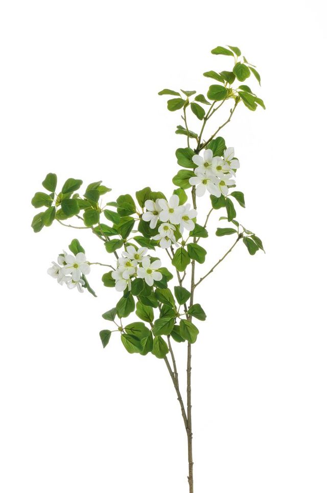 Branche de oxalis