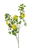 Branche de oxalis