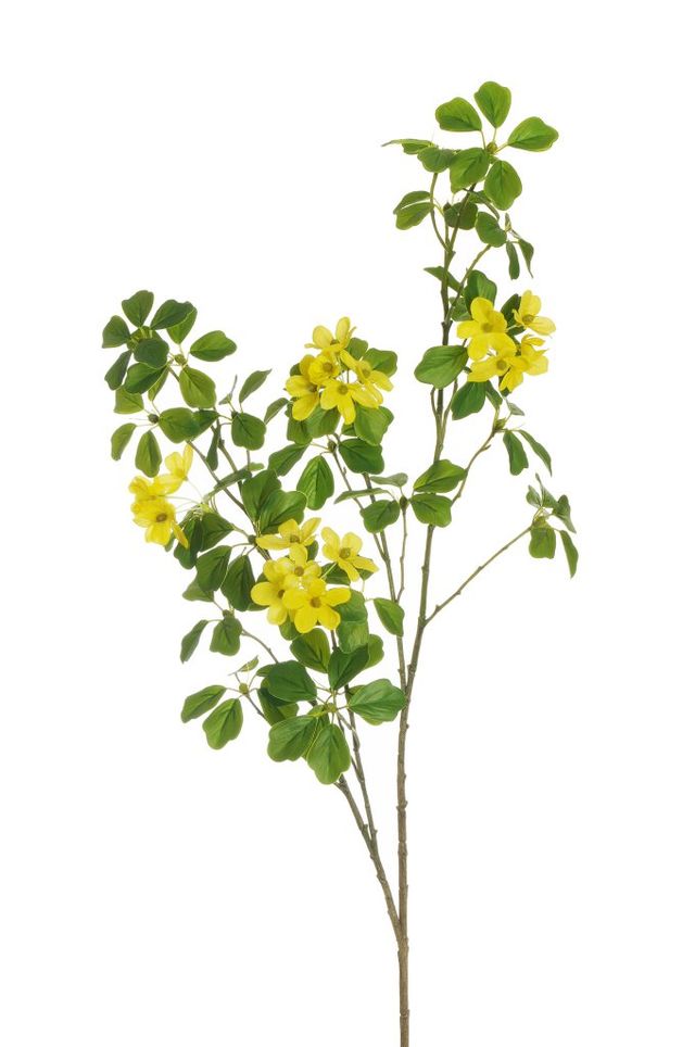 Branche de oxalis