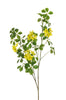 Branche de oxalis