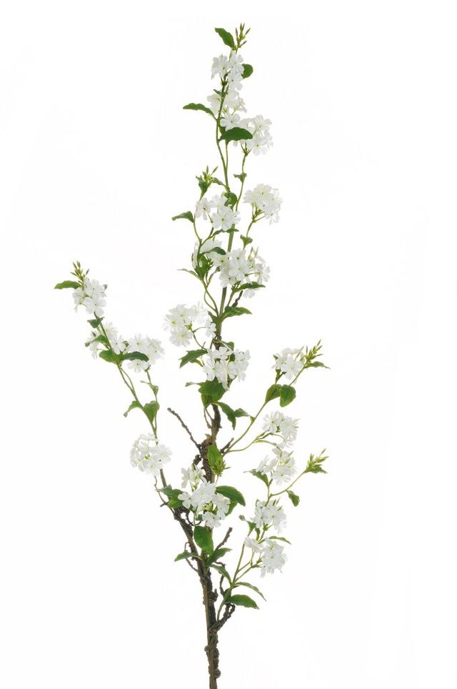 Branche de plumbago