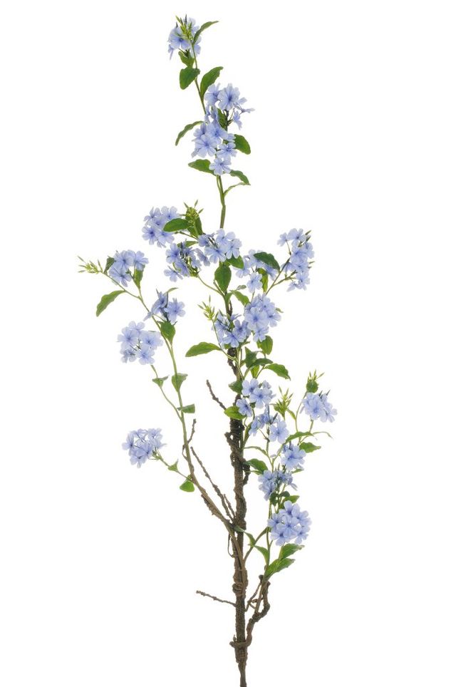 Branche de plumbago