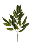 Branche de ruscus