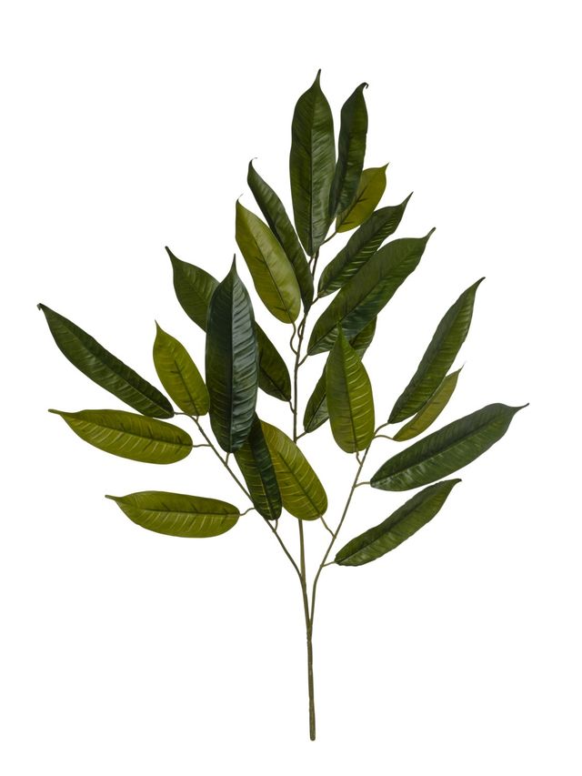 Branche de ruscus