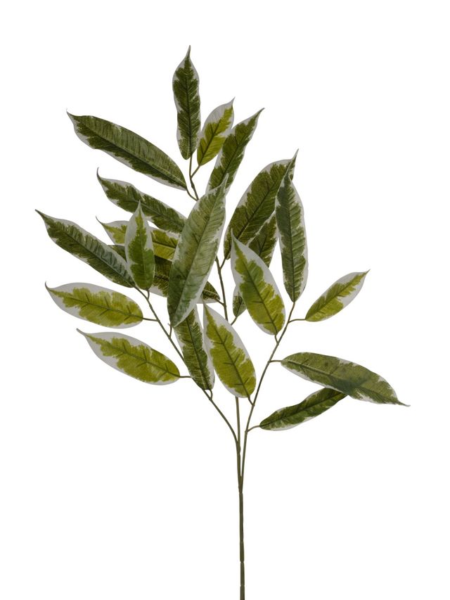 Branche de ruscus