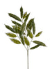 Branche de ruscus