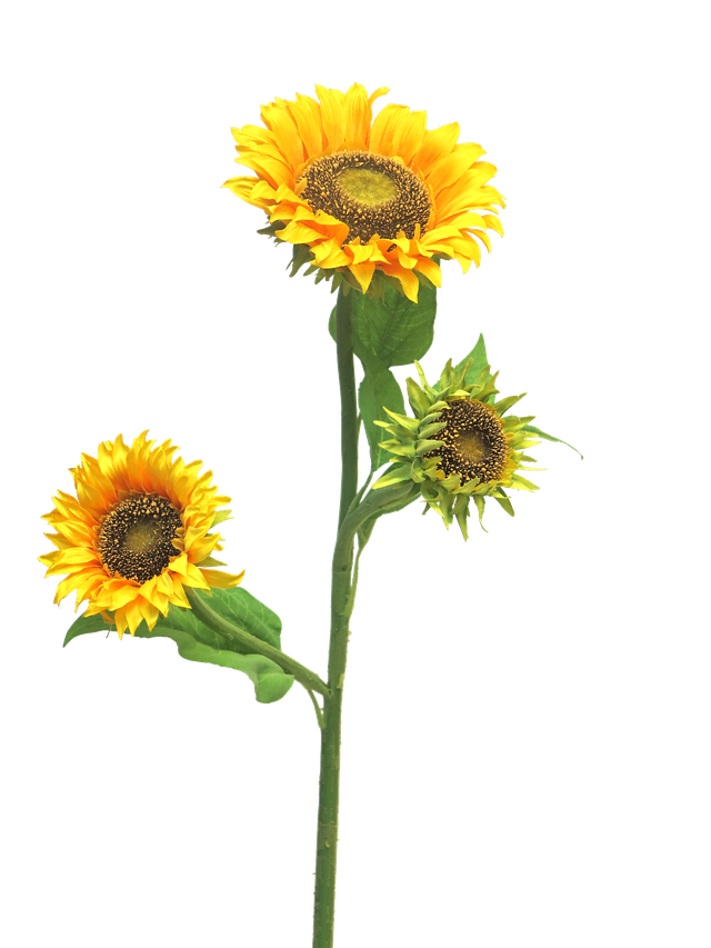 Branche de tournesols