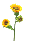 Branche de tournesols