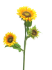 Branche de tournesols