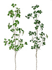 Branche de trifolium