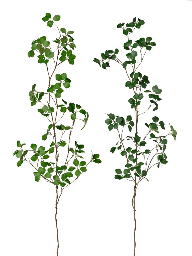 Branche de trifolium