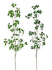 Branche de trifolium