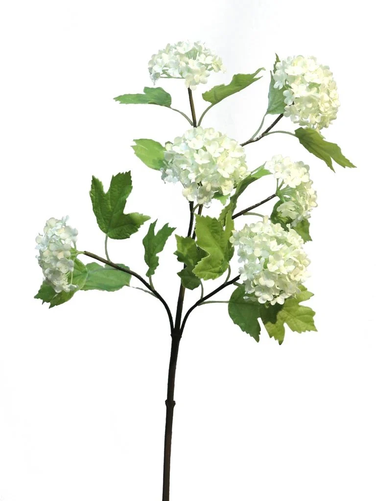 Branche de viburnum