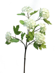 Branche de viburnum