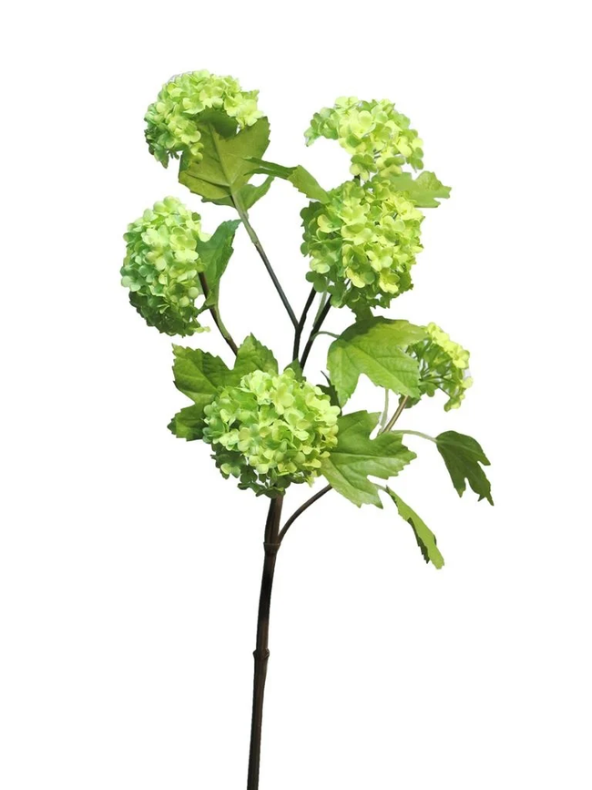 Branche de viburnum