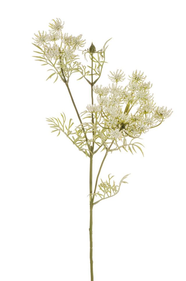 Branche de wild carrot