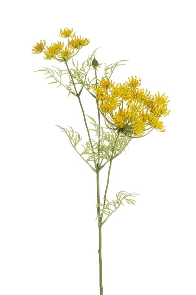 Branche de wild carrot