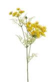 Branche de wild carrot