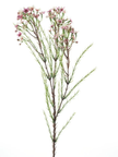 Branche wax fleur