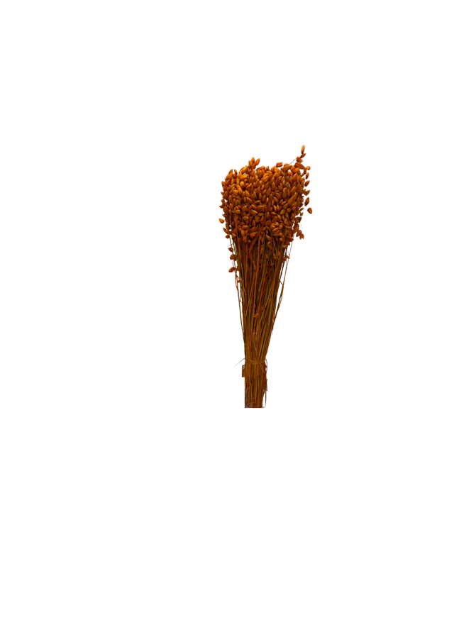 Briza Maxima