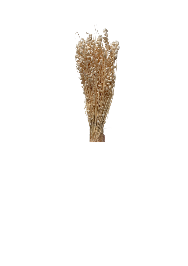 Briza Maxima