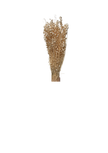 Briza Maxima