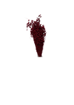 Briza Maxima
